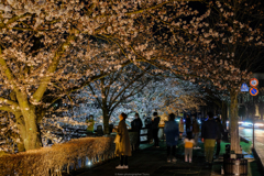 桜を愛でる
