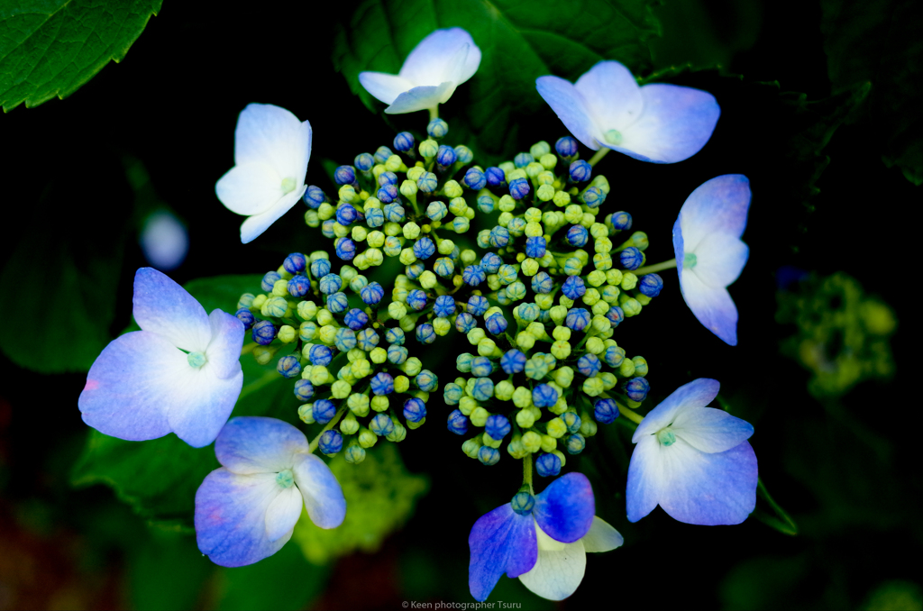 紫陽花