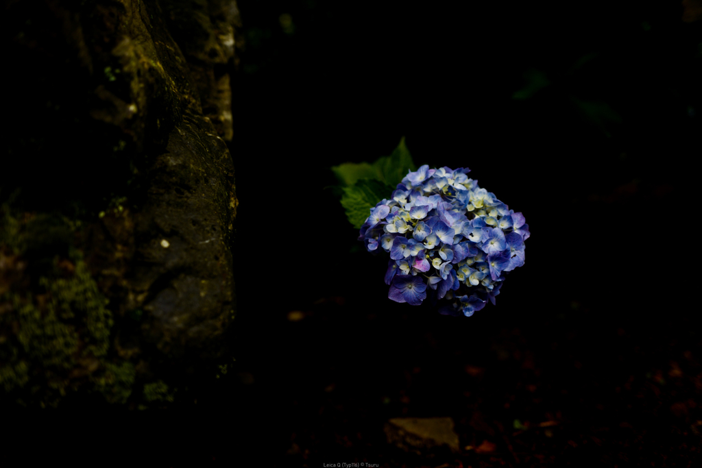 紫陽花
