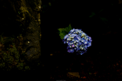 紫陽花