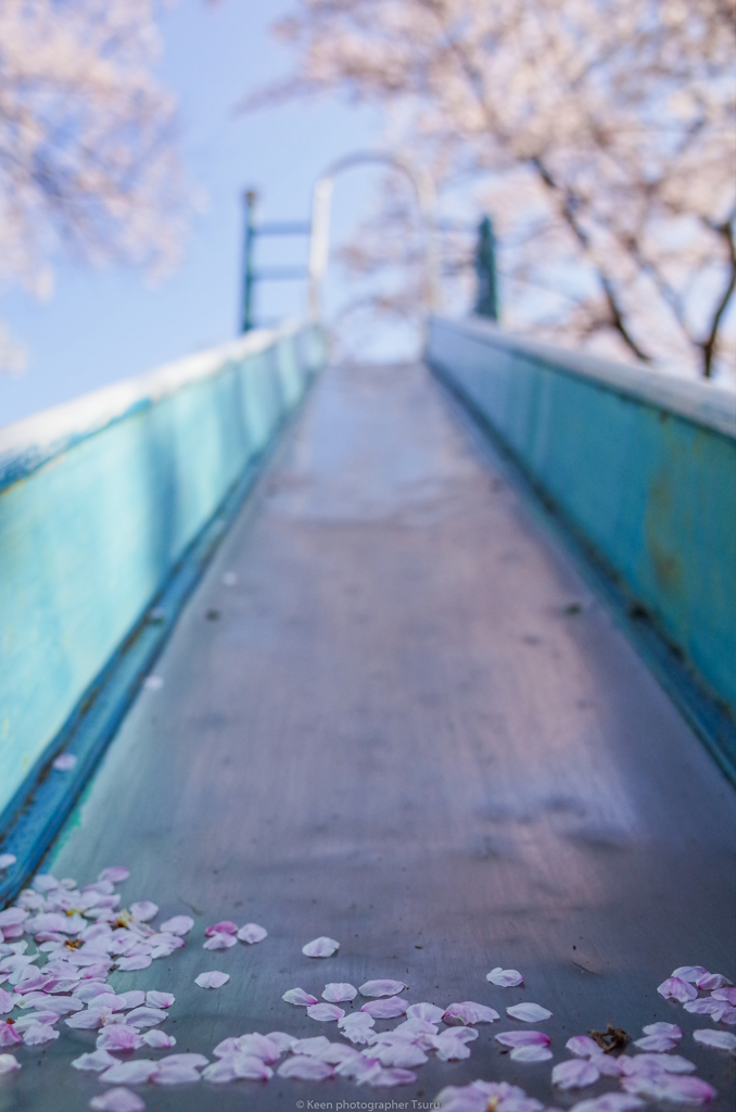 桜散る頃