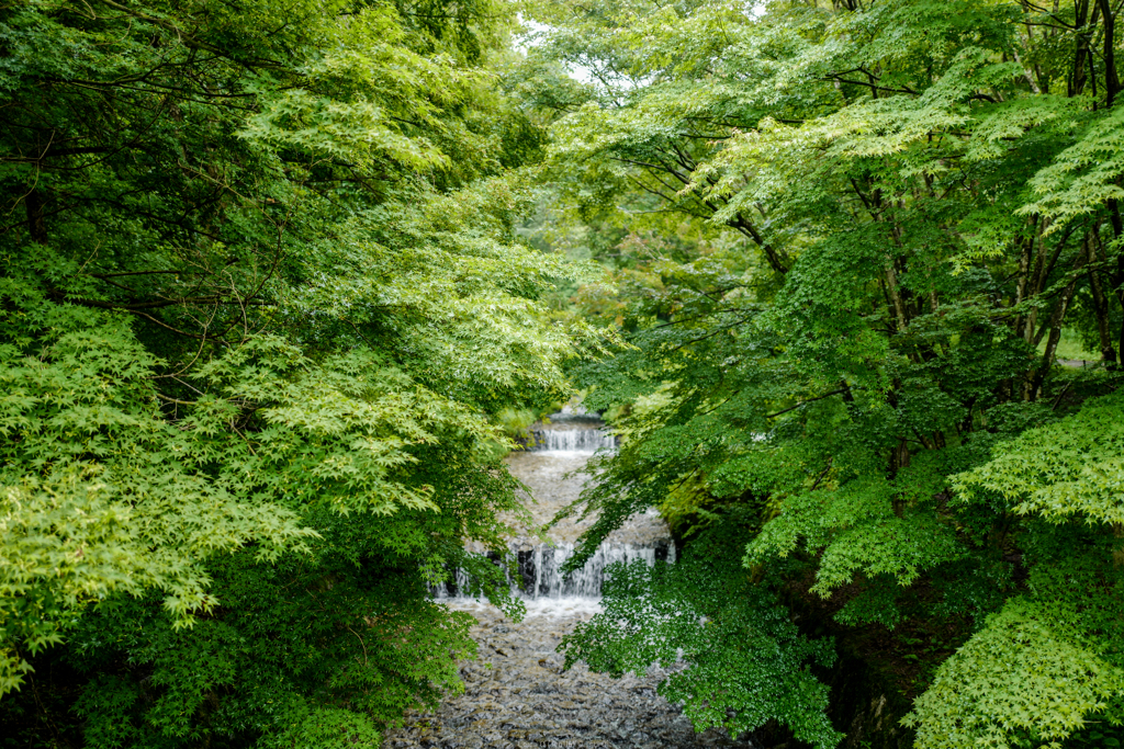 雨に濡れて