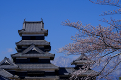 天守閣と桜