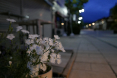 道端の花