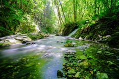 緑に染まる水辺