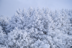 雪化粧の木々