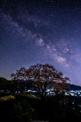 一本桜と天の川・縦