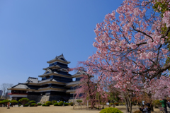 桜と松本城