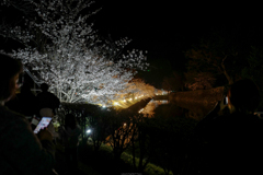 夜桜見物