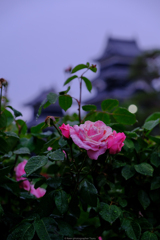 見頃は過ぎた
