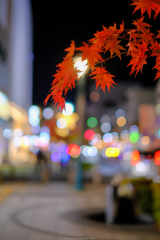 紅葉