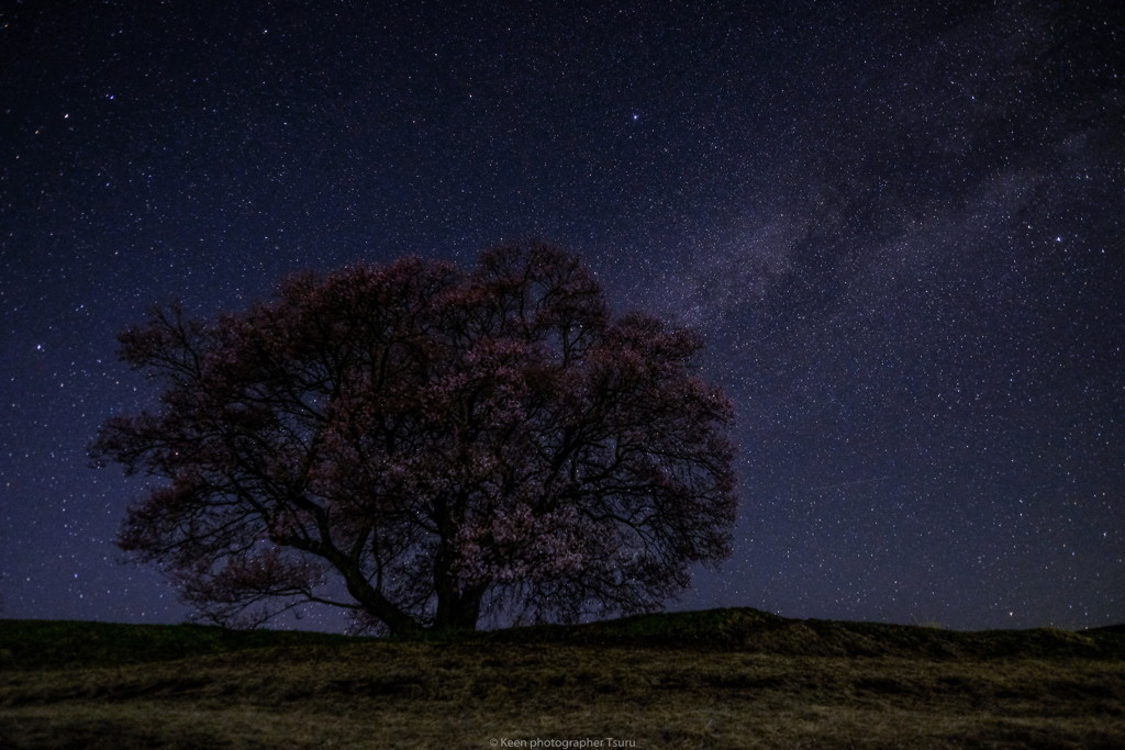 一本桜と星空