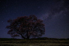 一本桜と星空