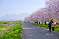 千曲川桜堤
