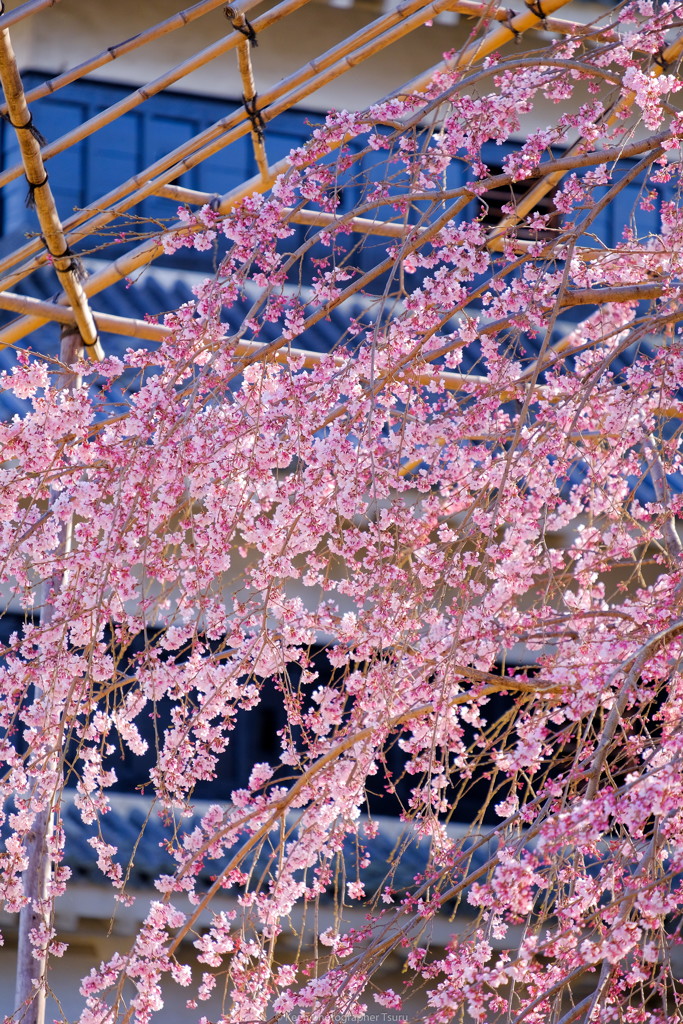 駒つなぎの桜