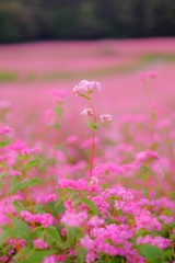 赤そばの花
