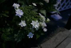 道端の花