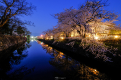 お堀の桜