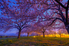 早朝桜