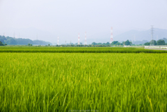 田圃