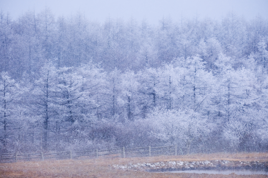 樹氷と舞う雪