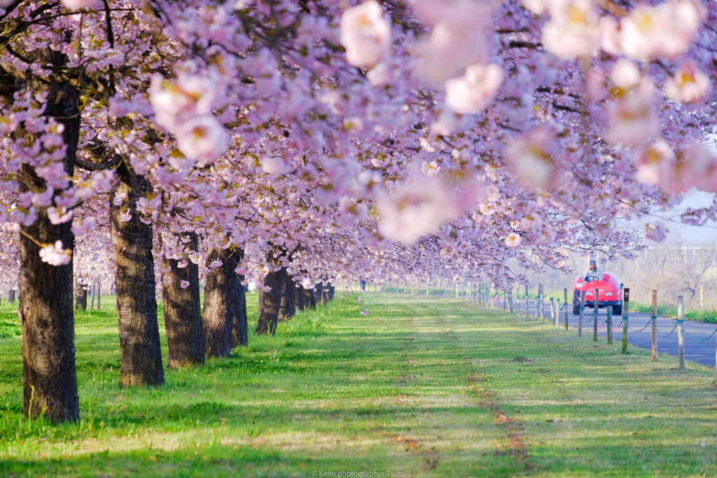 朝の堤防 桜堤
