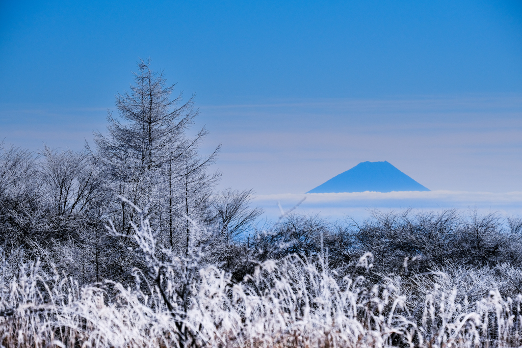 霧氷と富士