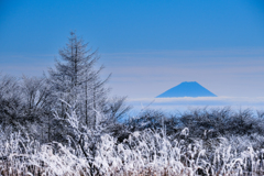 霧氷と富士