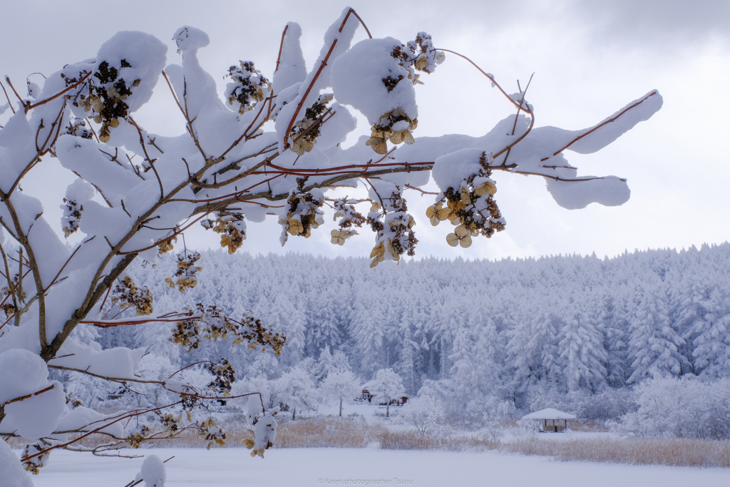 雪紫陽花
