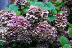 紫陽花