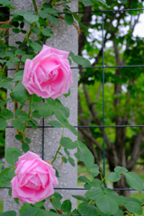 薔薇