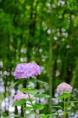 竹林の紫陽花