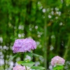 竹林の紫陽花