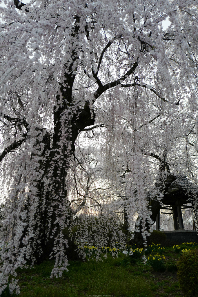 枝垂桜