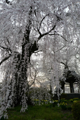 枝垂桜