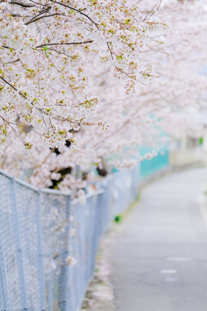 桜咲く坂