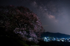 宙と桜