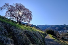 朝日と一本桜