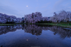 安養寺の枝垂れ桜