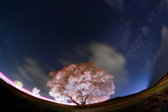 桜はまだ咲かない