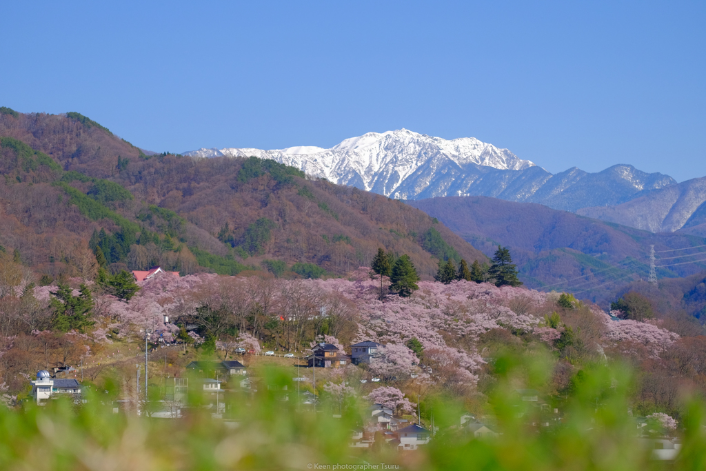 雪纏う山と高遠城址公園