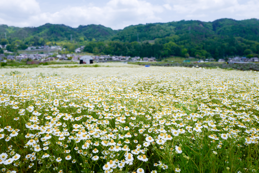 カモミール畑