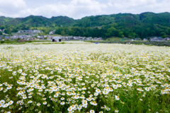 カモミール畑