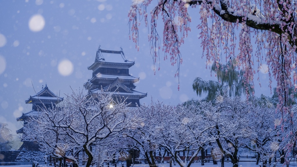 雪纏う枝垂桜と梅