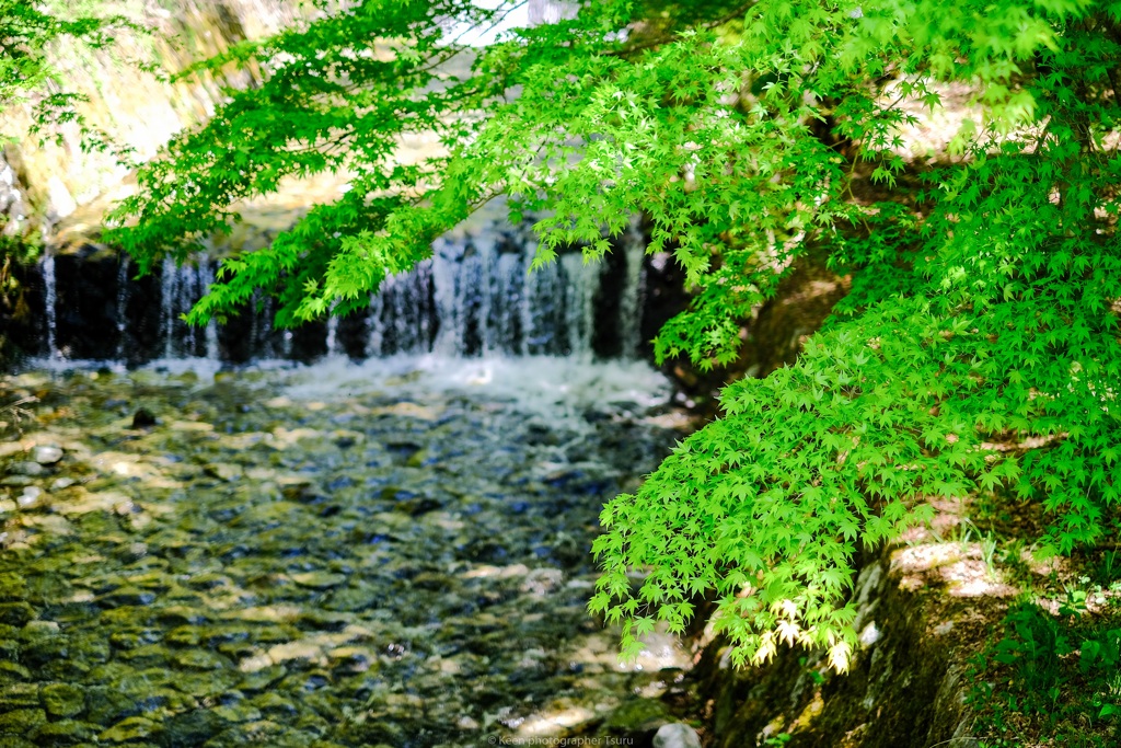 緑鮮やか