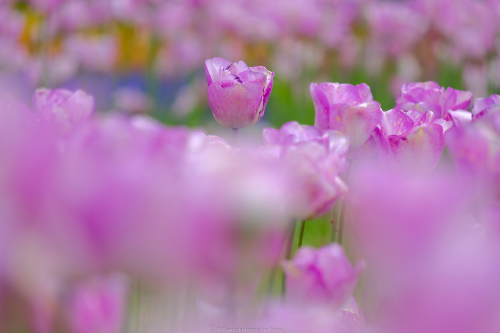 花の撮影難しいですね。