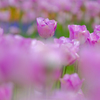 花の撮影難しいですね。