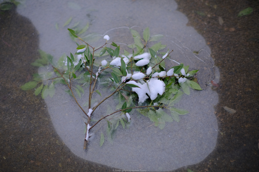 公園の折れ枝