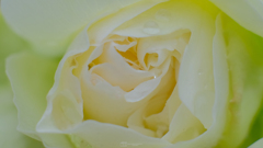 白薔薇