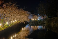 桜並木